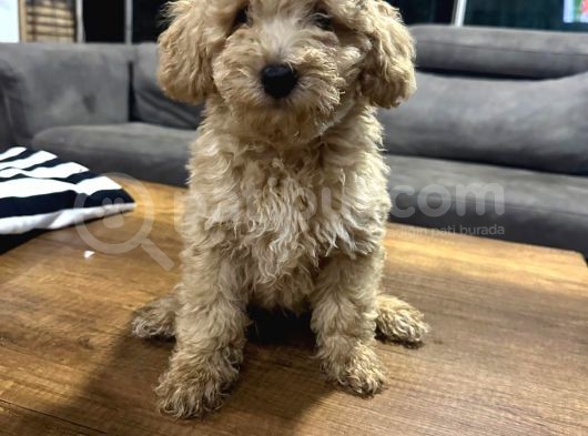 Apricot Toy Poodle Yavrular görsel