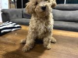 Apricot Toy Poodle Yavrular