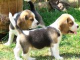 3 renk Elizabeth beagle sağlık garantili orjinal safkan