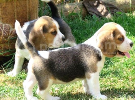 3 Renk Elizabeth Beagle Sağlık Garantili Orjinal Safkan