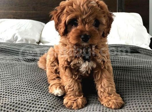 Maltipoo Orjinal Safkan Her Renk Ve Boyut Tüy Dökmez görsel