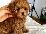 Maltipoo orjinal safkan her renk ve boyut tüy dökmez