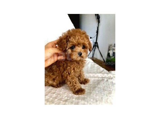 Maltipoo Orjinal Safkan Her Renk Ve Boyut Tüy Dökmez