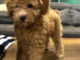 Apricot Toy Poodle Yavrular