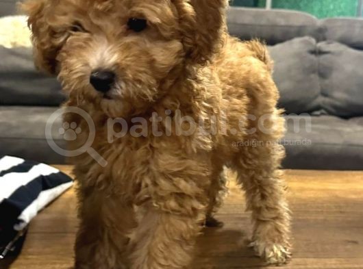 Apricot Toy Poodle Yavrular görsel