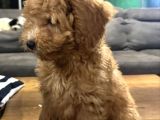 Apricot Toy Poodle Yavrular