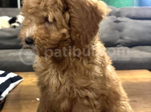 Apricot Toy Poodle Yavrular