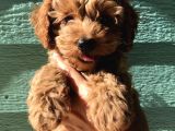 Maltipoo Orjinal Safkan Her Renk Ve Boyut Tüy Dökmez