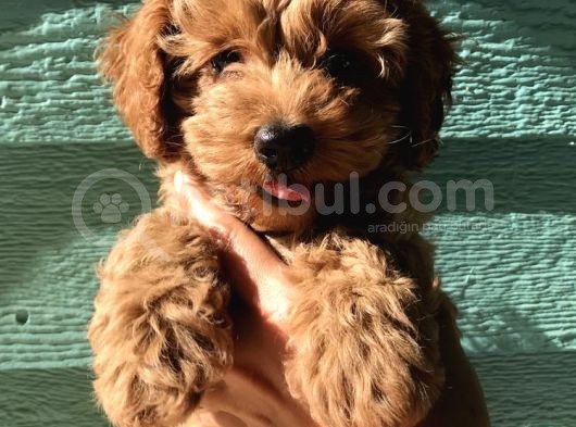 Maltipoo Orjinal Safkan Her Renk Ve Boyut Tüy Dökmez görsel