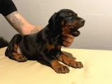 Fci̇ Ki̇ng Doberman Yavrulari