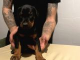 Fci̇ Ki̇ng Doberman Yavrulari
