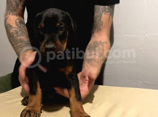 Fci̇ Ki̇ng Doberman Yavrulari görsel