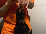 Fci̇ Ki̇ng Doberman Yavrulari