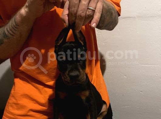 Fci̇ Ki̇ng Doberman Yavrulari görsel
