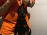 FCİ KİNG DOBERMAN YAVRULARI