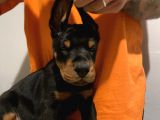 Fci̇ Ki̇ng Doberman Yavrulari
