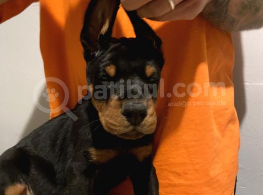 Fci̇ Ki̇ng Doberman Yavrulari görsel