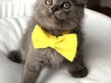 Dişi Biblo Surat Scottish Fold Prensesimiz