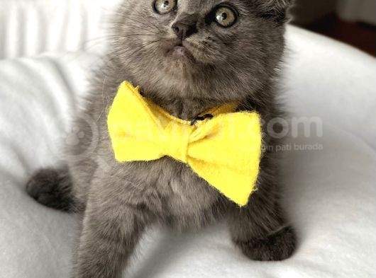 Dişi Biblo Surat Scottish Fold Prensesimiz görsel