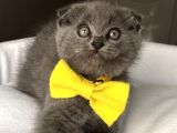 Dişi Biblo Surat Scottish Fold Prensesimiz
