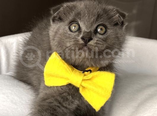 Dişi Biblo Surat Scottish Fold Prensesimiz görsel