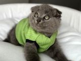 Dişi Biblo Surat Scottish Fold Prensesimiz