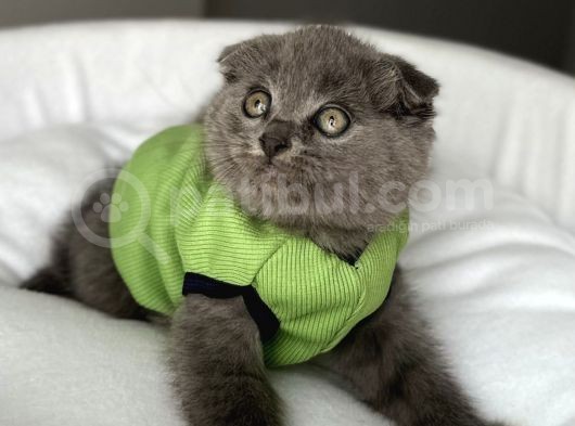 Dişi Biblo Surat Scottish Fold Prensesimiz görsel