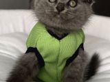 Dişi Biblo Surat Scottish Fold Prensesimiz