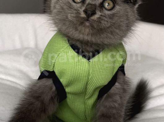 Dişi Biblo Surat Scottish Fold Prensesimiz