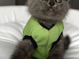 Dişi Biblo Surat Scottish Fold Prensesimiz