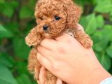 Toy poodle Kaniş redbrown Safkan gerçek uygun bütçe