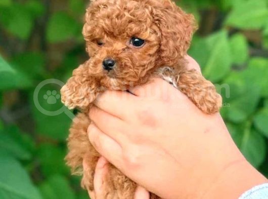 Toy Poodle Kaniş Redbrown Safkan Gerçek Uygun Bütçe