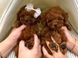 Toy Poodle Kaniş Redbrown Safkan Gerçek Uygun Bütçe