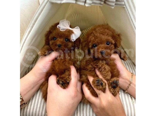 Toy Poodle Kaniş Redbrown Safkan Gerçek Uygun Bütçe görsel