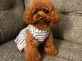 Toy Poodle Kaniş Redbrown Safkan Gerçek Uygun Bütçe