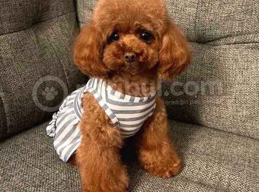 Toy Poodle Kaniş Redbrown Safkan Gerçek Uygun Bütçe görsel