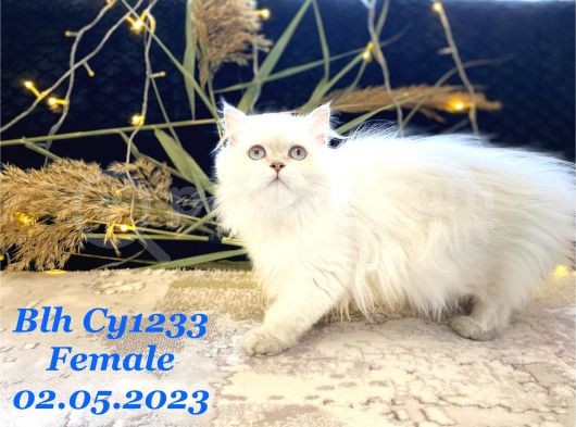 Şampiyon Soydan Gelme British Longhair görsel