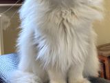 Şampiyon Soydan Gelme British Longhair