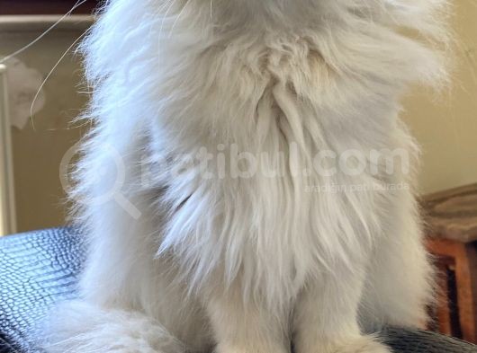 Şampiyon Soydan Gelme British Longhair görsel
