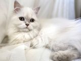 Şampiyon Soydan Gelme British Longhair