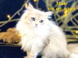 Şampiyon soydan gelme British Longhair