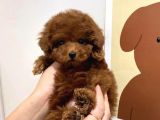 SAF IRKTA ORJINAL TOY POODLE BEBEKLERIMIZ VONALP PET GUVENCESİYLE