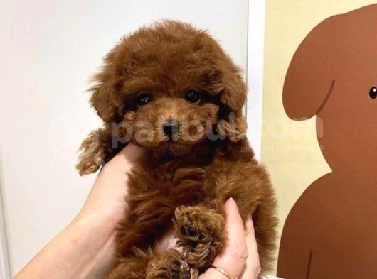 SAF IRKTA ORJINAL TOY POODLE BEBEKLERIMIZ VONALP PET GUVENCESİYLE