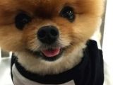 SAF IRK POMERIAN BOO YAVRULARIMIZ VONALP PET GARANTISIYLE