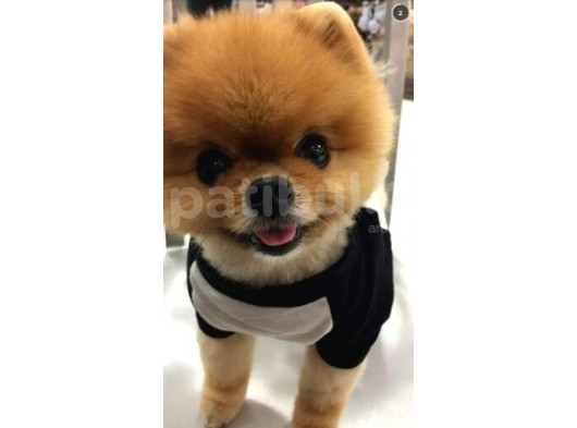 Saf Irk Pomerian Boo Yavrularimiz Vonalp Pet Garantisiyle