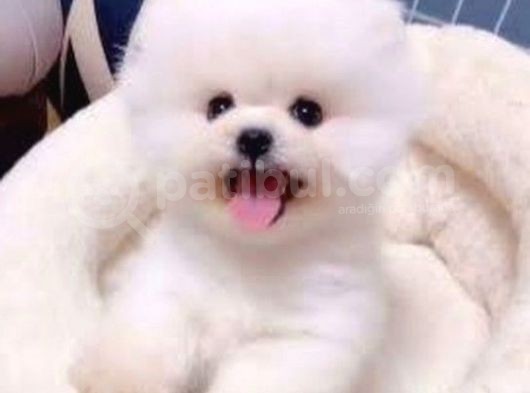 Irk Ve Sağlik Garantili Pomeri̇an Boo Yavrularimiz Vonalp Pet Guvencesi̇yle