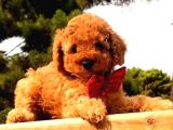 EFSANE IRK TOY POODLE YAVRULARIMIZ VONALP PET GARANTİSİ İLE