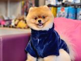 A Kalite Yetişkin Erkek Ayı Surat Pomeranian Boo