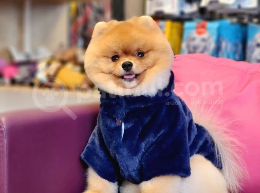 A Kalite Yetişkin Erkek Ayı Surat Pomeranian Boo görsel