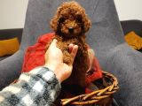 Red Brown Toy Poodle  Di̇şi̇